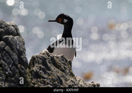 Rock shag Phalacrocorax magellanicus Erwachsene auf die Klippe Gypsy Cove Falkland Inseln Britisches Überseegebiet Dezember 2016 Stockfoto