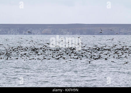 Verrußtes shearwater Puffinus griseus Herde aus der Niere Island, Falkland Inseln im Südlichen Atlantik Stockfoto