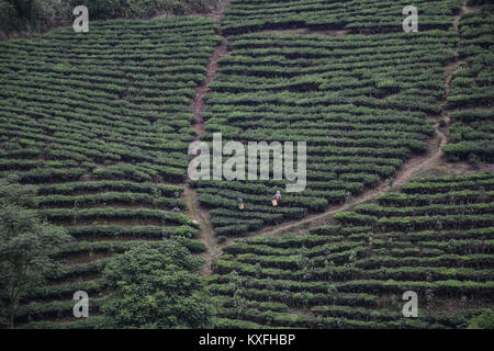 Menschen am Tee Plantage in Lai Chau, Vietnam arbeiten. Stockfoto