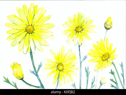 Aquarell Sammlung von Gänseblümchen. Eine Reihe von gelben Blumen. Isolierte Muster auf weißem Hintergrund. Handgefertigte Abbildung. Stockfoto