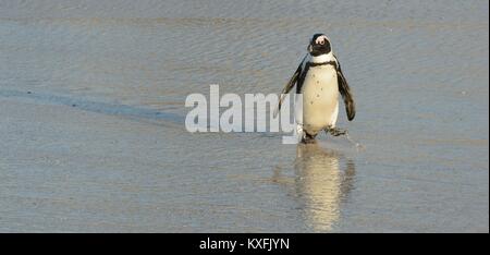 Afrikanische Pinguin (spheniscus demersus) gehen aus dem Ozean. Felsbrocken Kolonie. Südafrika Stockfoto