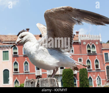 Juvenile Möwe, Gull, Seevögel, mit sehr stark deformierten Schnabel, Zunge und Schädel mit offenen Flügeln thront auf einem Post in Venedig, Italien Stockfoto