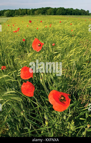 Papaver rhoeas, common Poppy im Weizenfeld Stockfoto