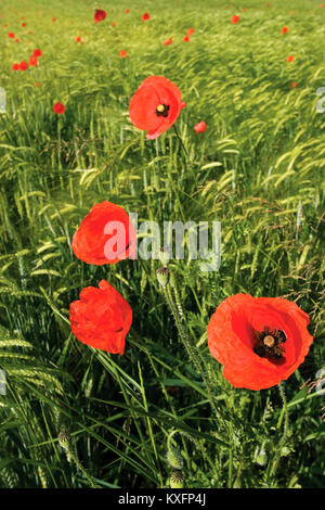 Papaver rhoeas, gemeiner Mohn im Weizenfeld Stockfoto