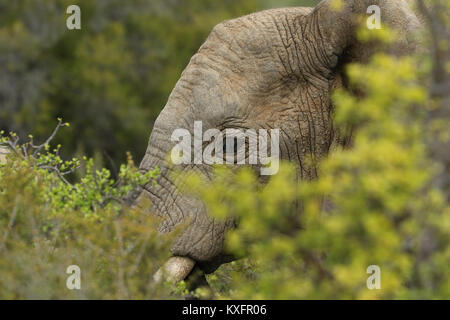 In der Nähe von Elefanten im Addo Elefanten Nationalpark, Südafrika. Stockfoto