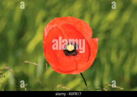 Papaver rhoeas, common Poppy im Weizenfeld Stockfoto