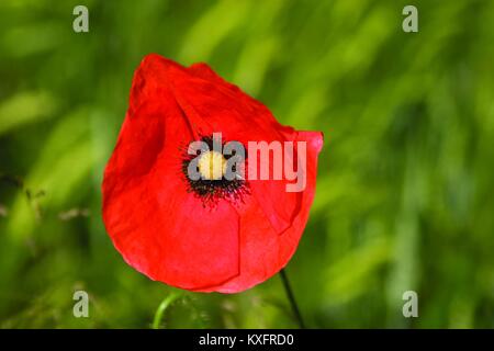 Papaver rhoeas, common Poppy im Weizenfeld Stockfoto