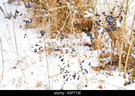 Beeren apfelbeere Aronia auf Zweige im Winter. Stockfoto