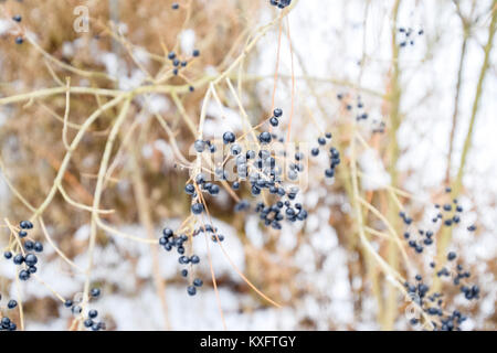 Beeren apfelbeere Aronia auf Zweige im Winter. Stockfoto