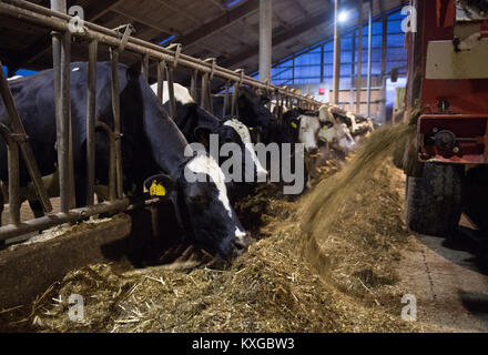 Viel, Deutschland. 08 Jan, 2018. Farmer's Faerfers Milchkühe empfangen von Grassilage nach dem Melken in Viel, Deutschland, 08. Januar 2018. Die Nordrhein-westfälischen Landesverband der Milchviehhalter eine Erklärung über die finanzielle Lage der Landwirte am 10. Januar 2018. Quelle: Rainer Jensen/dpa/Alamy leben Nachrichten Stockfoto