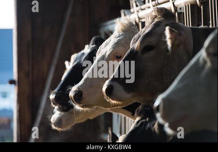 Viel, Deutschland. 08 Jan, 2018. Farmer's Faerfers Milchkühe essen Grassilage nach dem Melken in Viel, Deutschland, 08. Januar 2018. Die Nordrhein-westfälischen Landesverband der Milchviehhalter eine Erklärung über die finanzielle Lage der Landwirte am 10. Januar 2018. Quelle: Rainer Jensen/dpa/Alamy leben Nachrichten Stockfoto