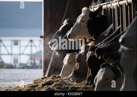 Viel, Deutschland. 08 Jan, 2018. Farmer's Faerfers Milchkühe essen Grassilage nach dem Melken in Viel, Deutschland, 08. Januar 2018. Die Nordrhein-westfälischen Landesverband der Milchviehhalter eine Erklärung über die finanzielle Lage der Landwirte am 10. Januar 2018. Quelle: Rainer Jensen/dpa/Alamy leben Nachrichten Stockfoto