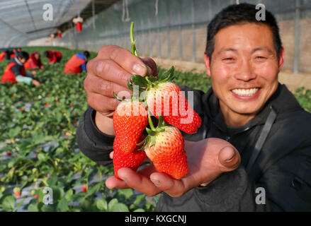 Qianan, Hebei Provinz Chinas. 10 Jan, 2018. Ein Bauer zeigt geernteten Erdbeeren in einem Gewächshaus in Qianan, im Norden der chinesischen Provinz Hebei, Jan. 10, 2018. In den letzten Jahren platzierten Qianan große Aufmerksamkeit auf die Entwicklung der kontrollierten Umgebung Landwirtschaft und die Gesamtfläche der kontrollierten Umgebung Landwirtschaft mehr als 153 Quadratkilometern erreicht. Credit: Yang Shixiao/Xinhua/Alamy leben Nachrichten Stockfoto