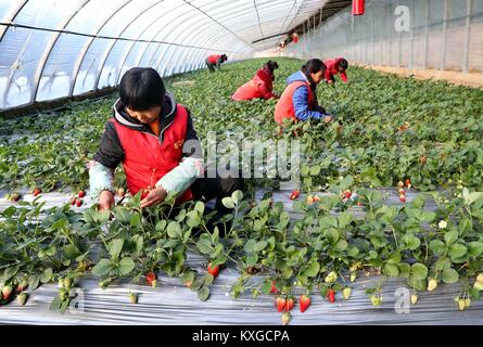 Qianan, Hebei Provinz Chinas. 10 Jan, 2018. Die Landwirte nach Erdbeeren in einem Gewächshaus in Qianan, im Norden der chinesischen Provinz Hebei, Jan. 10, 2018. In den letzten Jahren platzierten Qianan große Aufmerksamkeit auf die Entwicklung der kontrollierten Umgebung Landwirtschaft und die Gesamtfläche der kontrollierten Umgebung Landwirtschaft mehr als 153 Quadratkilometern erreicht. Credit: Yang Shixiao/Xinhua/Alamy leben Nachrichten Stockfoto