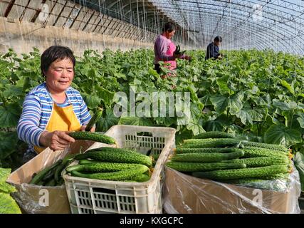 Qianan, Hebei Provinz Chinas. 10 Jan, 2018. Ein Bauer ernten Gurken im Gewächshaus in Qianan, im Norden der chinesischen Provinz Hebei, Jan. 10, 2018. In den letzten Jahren platzierten Qianan große Aufmerksamkeit auf die Entwicklung der kontrollierten Umgebung Landwirtschaft und die Gesamtfläche der kontrollierten Umgebung Landwirtschaft mehr als 153 Quadratkilometern erreicht. Credit: Yang Shixiao/Xinhua/Alamy leben Nachrichten Stockfoto