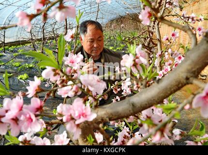 Qianan, Hebei Provinz Chinas. 10 Jan, 2018. Ein Bauer sucht nach Pfirsich Bäume in einem Gewächshaus in Qianan, im Norden der chinesischen Provinz Hebei, Jan. 10, 2018. In den letzten Jahren platzierten Qianan große Aufmerksamkeit auf die Entwicklung der kontrollierten Umgebung Landwirtschaft und die Gesamtfläche der kontrollierten Umgebung Landwirtschaft mehr als 153 Quadratkilometern erreicht. Credit: Yang Shixiao/Xinhua/Alamy leben Nachrichten Stockfoto