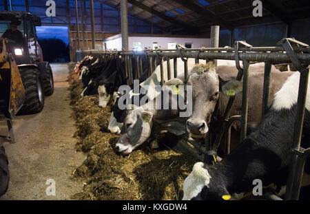 Viel, Deutschland. 08 Jan, 2018. Farmer's Faerfers Milchkühe essen Grassilage nach dem Melken in Viel, Deutschland, 08. Januar 2018. Die Nordrhein-westfälischen Landesverband der Milchviehhalter eine Erklärung über die finanzielle Lage der Landwirte am 10. Januar 2018. Quelle: Rainer Jensen/dpa/Alamy leben Nachrichten Stockfoto