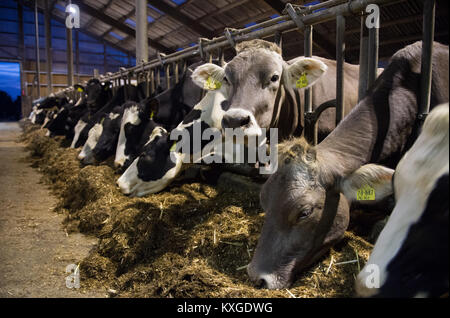 Viel, Deutschland. 08 Jan, 2018. Farmer's Faerfers Milchkühe essen Grassilage nach dem Melken in Viel, Deutschland, 08. Januar 2018. Die Nordrhein-westfälischen Landesverband der Milchviehhalter eine Erklärung über die finanzielle Lage der Landwirte am 10. Januar 2018. Quelle: Rainer Jensen/dpa/Alamy leben Nachrichten Stockfoto