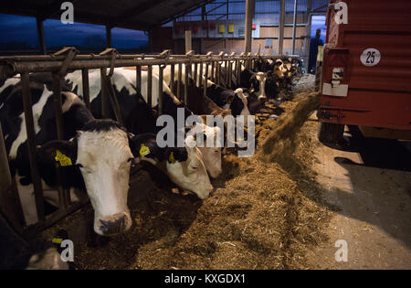 Viel, Deutschland. 08 Jan, 2018. Farmer's Faerfers Milchkühe essen Grassilage nach dem Melken in Viel, Deutschland, 08. Januar 2018. Die Nordrhein-westfälischen Landesverband der Milchviehhalter eine Erklärung über die finanzielle Lage der Landwirte am 10. Januar 2018. Quelle: Rainer Jensen/dpa/Alamy leben Nachrichten Stockfoto