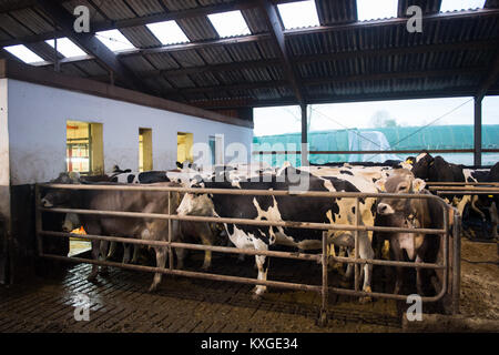 Viel, Deutschland. 08 Jan, 2018. Farmer's Faerfers Milchkühe und warten auf ihre Melken in einem Melkstand in Viel, Deutschland, 08. Januar 2018. Die Nordrhein-westfälischen Landesverband der Milchviehhalter eine Erklärung über die finanzielle Lage der Landwirte am 10. Januar 2018. Quelle: Rainer Jensen/dpa/Alamy leben Nachrichten Stockfoto