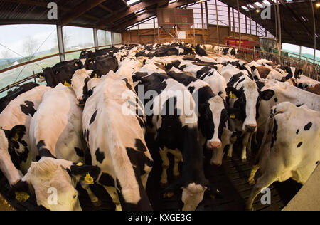 Viel, Deutschland. 08 Jan, 2018. Farmer's Faerfers Milchkühe und warten auf ihre Melken in einem Melkstand in Viel, Deutschland, 08. Januar 2018. Die Nordrhein-westfälischen Landesverband der Milchviehhalter eine Erklärung über die finanzielle Lage der Landwirte am 10. Januar 2018. Quelle: Rainer Jensen/dpa/Alamy leben Nachrichten Stockfoto