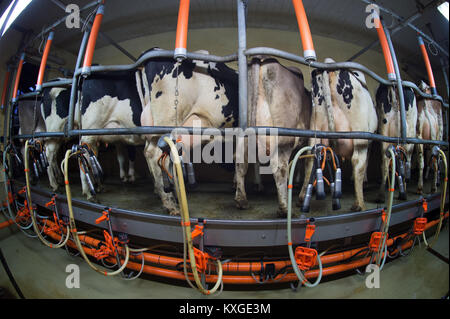 Viel, Deutschland. 08 Jan, 2018. Farmer's Faerfers Kühe im Melkstand in Viel, Deutschland, 08. Januar 2018 Stellung. Die Nordrhein-westfälischen Landesverband der Milchviehhalter eine Erklärung über die finanzielle Lage der Landwirte am 10. Januar 2018. Quelle: Rainer Jensen/dpa/Alamy leben Nachrichten Stockfoto