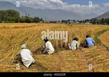 Srinagar, Kashmir, Indien. 24 Sep, 2017. Die Landwirte paddy in einem Feld in der Nähe von Srinagar, Indien verwalteten Kaschmir ernten. Indien ist einer der weltweit größten Hersteller von weißer Reis und braunen Reis, Buchhaltung für 25% der weltweiten Reisproduktion. Reis ist Indiens bedeutendster Zuschneiden und ist das Grundnahrungsmittel der Menschen im Osten und Süden des Landes. Credit: Saqib majeed/SOPA/ZUMA Draht/Alamy leben Nachrichten Stockfoto