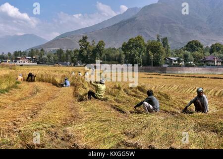 Srinagar, Kashmir, Indien. 24 Sep, 2017. Die Landwirte paddy in einem Feld in der Nähe von Srinagar, Indien verwalteten Kaschmir ernten. Indien ist einer der weltweit größten Hersteller von weißer Reis und braunen Reis, Buchhaltung für 25% der weltweiten Reisproduktion. Reis ist Indiens bedeutendster Zuschneiden und ist das Grundnahrungsmittel der Menschen im Osten und Süden des Landes. Credit: Saqib majeed/SOPA/ZUMA Draht/Alamy leben Nachrichten Stockfoto