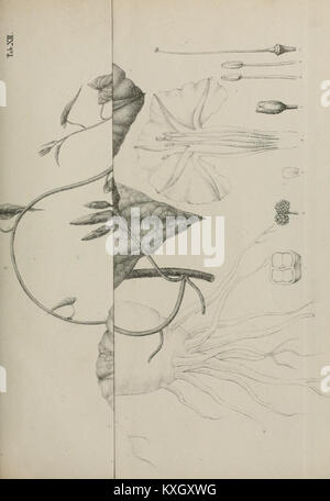 Wissenschaftliche Publikation der Abhandlungen der mathematisch-Physikalischen Klasse der Königlich Bayerischen Akademie der Wissenschaften mit Studien und Erkenntnissen in Mathematik und Physik. Stockfoto