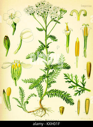 Eine botanische Illustration von *Achillea millefolium* (Schafgarbe) aus Köhlers *Medizinal-Pflanzen*, die die Blätter, Blüten und Wurzelstruktur der Pflanze zeigt, die in medizinischen Studien verwendet wurde. Stockfoto