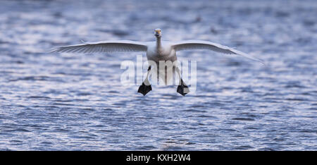 Wild UK Bewicks Schwan, der am Ende des Tages über Wasser landet, die Flügel breiteten sich aus, die Füße hinunter, bereit zur Landung. Zuhause zum Pösten. Stockfoto