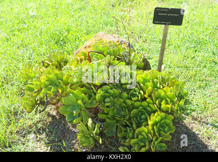 Aeonium glutinosum-Jardín Botánico de Barcelona - Barcelona, Spanien - DSC 09092 Stockfoto