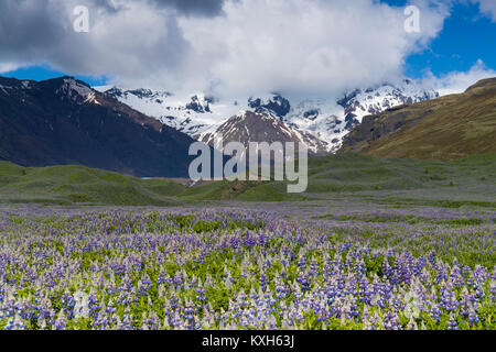 Isländische Landschaft, Bereich der Nootka Lupine mit schneebedeckten Bergen im Hintergrund Stockfoto