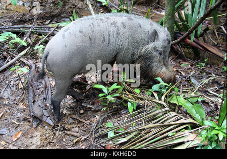 Bornesischen bärtigen Schwein an Bako Nationalpark in Sarawak Stockfoto