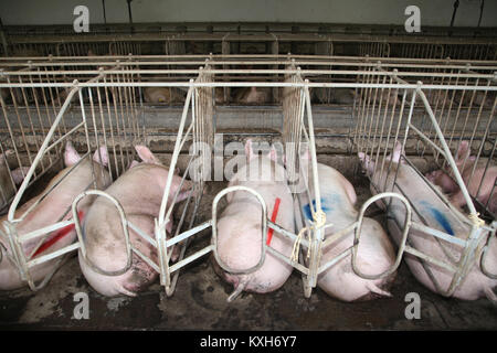 Schweine Sauen lag in einem Käfig aus Metall im industriellen Animal Farm Stockfoto