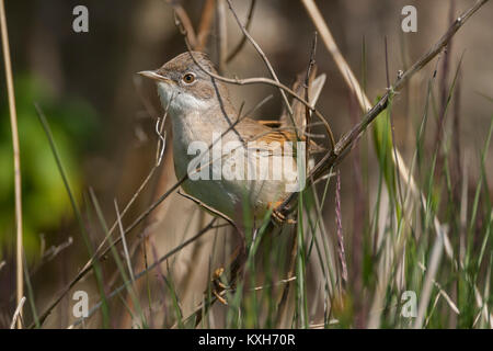 Common Whitethroat (Sylvia communis) männlichen thront auf einem Stroh Stockfoto