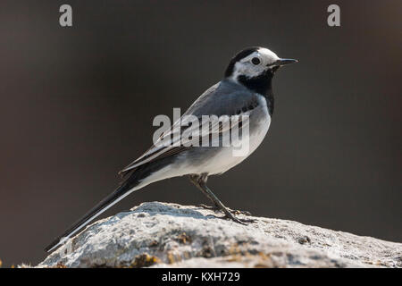 Bachstelze (Motacilla alba) männlich stehend auf einem Felsen, Stockfoto