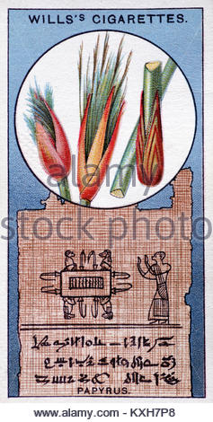 Darstellung von Papyrus aus dem Papyrus gemacht Reed von den alten Ägyptern als Schreiben Material Stockfoto