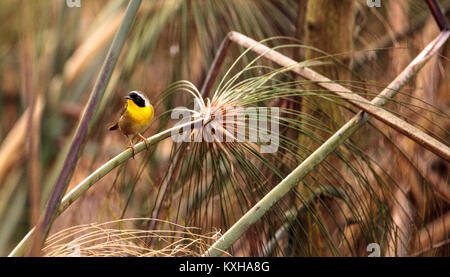 Gemeinsame yellowthroat warbler Geothlypis trichas Sitzstangen auf einem Zweig in Naples, Florida Stockfoto