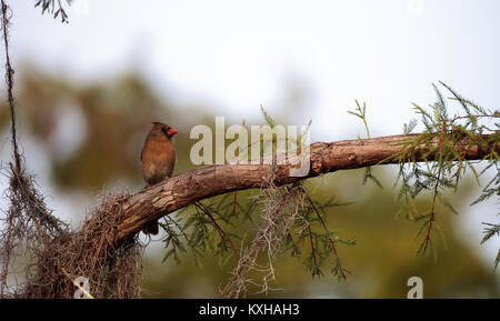 Frau Braun und Rot Northern cardinal bird Cardinalis cardinalis Sitzstangen auf einem Baum in Naples, Florida Stockfoto