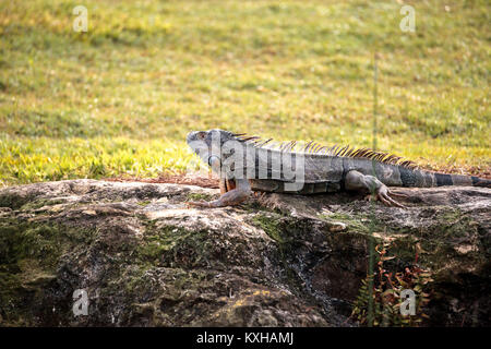 Grüner Leguan Iguana iguana, wissenschaftlich genannt, sonnen sich neben einem Teich auf einem Golfkurs in Florida Stockfoto