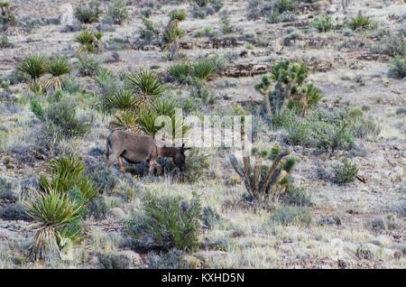 Wild Burro in der Red Rock Canyon National Conservation Area Stockfoto