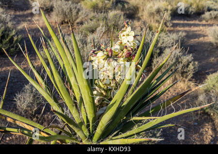 Mojave Yucca Yucca Schidigera blühen in der Red Rock Canyon Mational Conservation Area Stockfoto