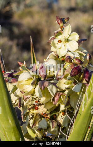 Mojave Yucca Yucca Schidigera blühen in der Red Rock Canyon Mational Conservation Area Stockfoto