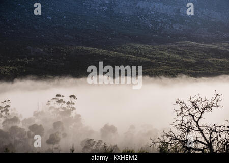 Am frühen Morgen Nebel rollt in die cederberg Mountains in der Nähe von Citrusdal, Western Cape, Südafrika Stockfoto