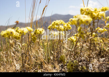 Gelbe Blumen von helichrysum arenarium wird auch als Zwerg Everlast, Gelb ewigen Stockfoto