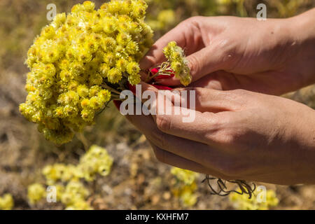 Frau hand Blumensträuße gelbe Blüten von helichrysum arenarium wird auch als Zwerg Everlast, Gelb ewigen Stockfoto