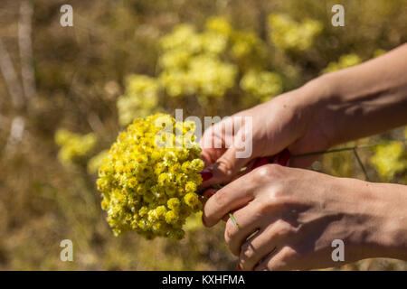 Frau hand Blumensträuße gelbe Blüten von helichrysum arenarium wird auch als Zwerg Everlast, Gelb ewigen Stockfoto