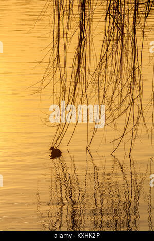 Sonnenuntergang auf der Riverside in Sesto Calende, Lago Maggiore, Ticino, Varese, Lombardei, Italien Stockfoto