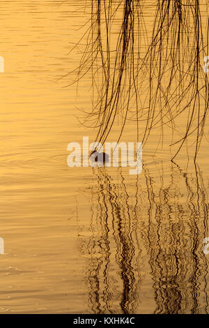 Sonnenuntergang auf der Riverside in Sesto Calende, Lago Maggiore, Ticino, Varese, Lombardei, Italien Stockfoto